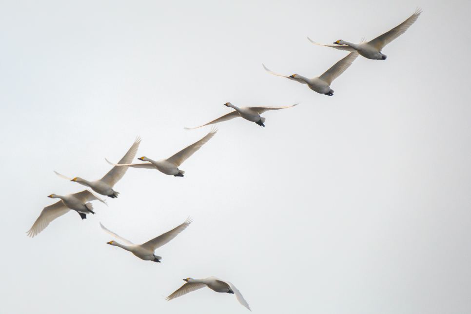 Start of winter brings first 'swanfall' at WWT Slimbridge